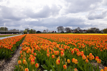 Orange-red tulips in a field along a canal with water near the village