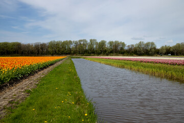 Obraz premium A channel filled with water between fields with blooming multicolored tulips