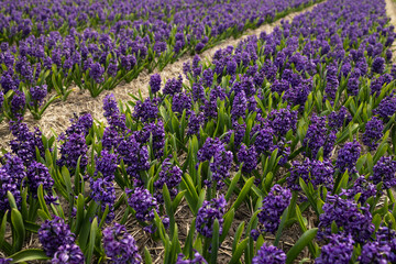 A field of blooming purple hyacinths with a passage between the rows