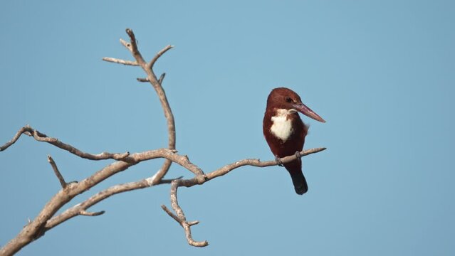 white-throated kingfisher (Halcyon smyrnensis) also known as the white-breasted kingfisher perching on a tree