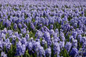 A lot of lilac flowering hyacinths on the field