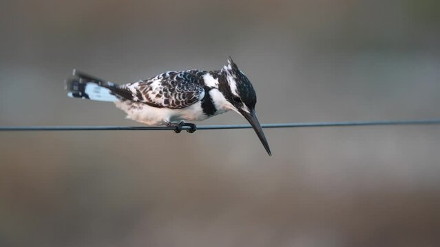female Pied Kingfisher (Ceryle rudis) perching on a wire