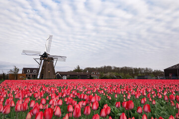 A field of pink blooming tulips near a windmill