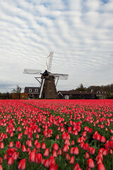 A wind farm next to a field of pink tulips