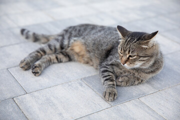 Gray tabby street cat lying on the asphalt on the street