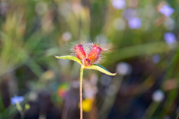 Blurred background macro grass nature.Macro  small flower in fields background.Beautiful close-up image of fresh green grass with minimal grass in natural meadow  on warm summer morning with blurred.