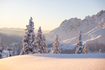 Picturesque winter scenery with snowy fir trees and snow covered mountains