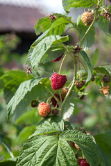 Ripe and unripe raspberry in the fruit garden. Growing natural bush of raspberry. Branch of raspberry in sunlight..