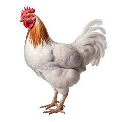 Fototapeta premium Chicken isolated on transparent background