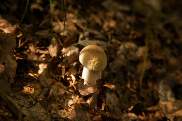 Single Boletus mushroom in the wild. Porcini mushroom grows on the forest floor at autumn season..