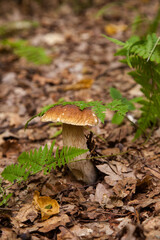 Boletus mushroom in the wild. Porcini mushroom grows on the forest floor at autumn season..