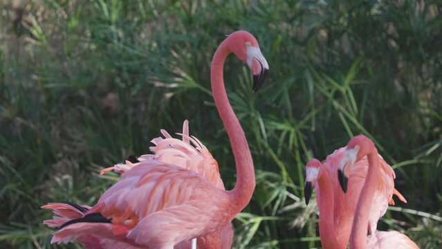 pink flamingos close up 