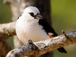 White-headed buffalo weaver (Dinemellia dinemelli) perched on branche and is a species of passerine bird in the family Ploceidae native to East Africa 