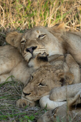 A young lion cub sleeping in front of a bigger cub, Greater Kruger