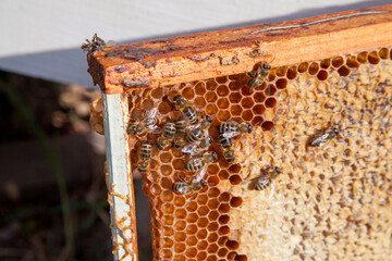 Working bee on the honeycomb with sweet honey..