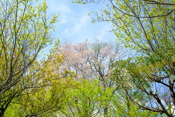 桜の花と新緑
