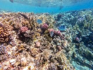 Underwater life of reef with close up view of corals and tropical fish. Coral Reef at the Red Sea, Egypt.