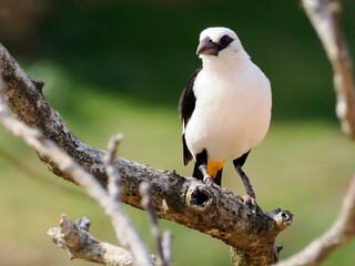 White-headed buffalo weaver (Dinemellia dinemelli) perched on branche and is a species of passerine bird in the family Ploceidae native to East Africa 