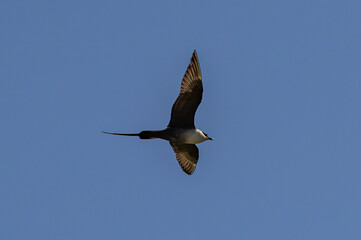 Long-Tailed Jaeger (Stercorarius longicaudus) flying against blue sky, in Abisko national park, northern Sweden.