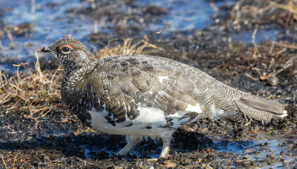 Rock Ptarmigan (Lagopus muta) at Abisko National Park in Lapland, Sweden.