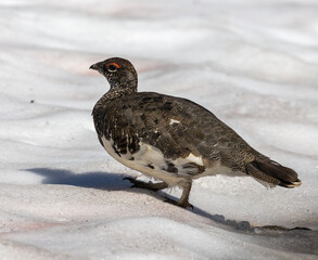 Rock Ptarmigan (Lagopus muta) on snow, at Abisko National Park in Lapland, Sweden.