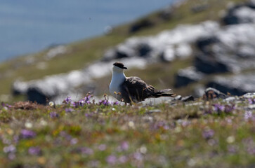 Long-Tailed Jaeger (Stercorarius longicaudus) in Abisko national park, northern Sweden.