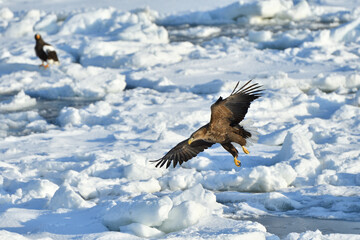 bird watching with floating ices in winter