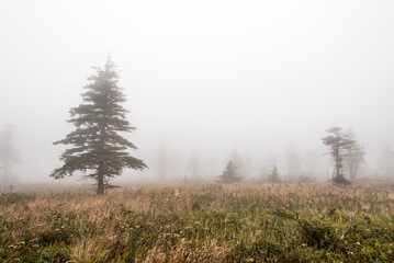 Mountain scenic trail after rain Green forest hill covered by fog Cape Breton Highlands National Park Nova Scotia Canada
