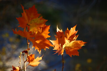 hojas de otoño brillantes sin filtros, hoja natural, fondo de pantalla, fondo de escritorio, inspiración, atractivo