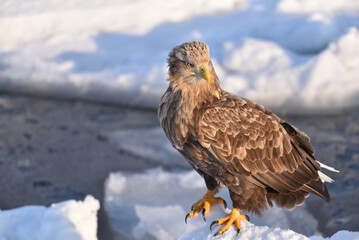 bird watching with floating ices in winter