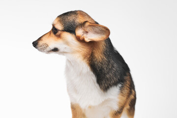 Pembroke Welsh Corgi portrait isolated on white studio background with copy space, purebred dog