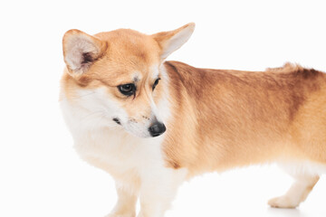Pembroke Welsh Corgi portrait isolated on white studio background with copy space, purebred dog