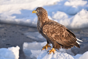 bird watching with floating ices in winter