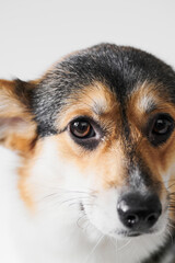 Pembroke Welsh Corgi portrait isolated on white studio background with copy space, purebred dog