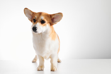 Pembroke Welsh Corgi portrait isolated on white studio background with copy space, purebred dog
