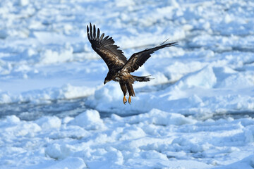 bird watching with floating ices in winter