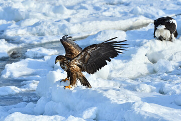 bird watching with floating ices in winter