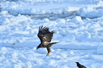 bird watching with floating ices in winter