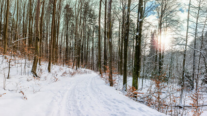 Śnieżna zima w lesie buków. - 688596741