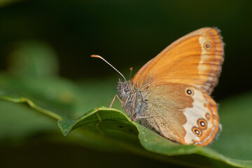 Obraz premium Meadow brown butterfly,, Maniola jurtina,, on wildflower in summer morning, Danubian forest, Slovakia