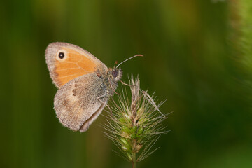Obraz premium Meadow brown butterfly,, Maniola jurtina,, on wildflower in summer morning, Danubian forest, Slovakia