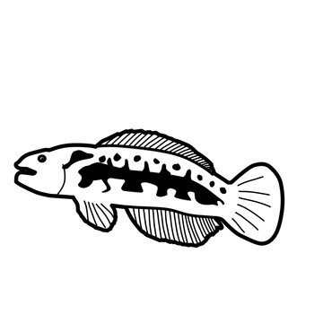 Hand Drawn Fish Snakehead 