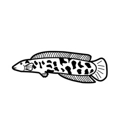 Hand Drawn Fish Snakehead 