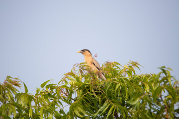 Brahminy starling or brahminy myna perched on a tree in daylight