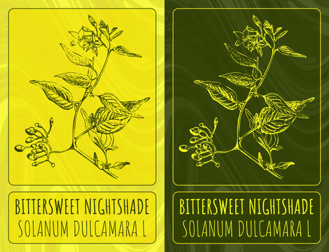 Drawings BITTERSWEET NIGHTSHADE. Hand drawn illustration. Latin name SOLANUM DULCAMARA L.