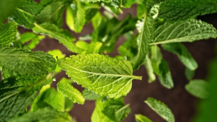 Freeze Motion of Flying Fresh Mint Leaves.