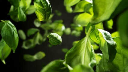 Freeze Motion of Flying Fresh Basil Leaves.