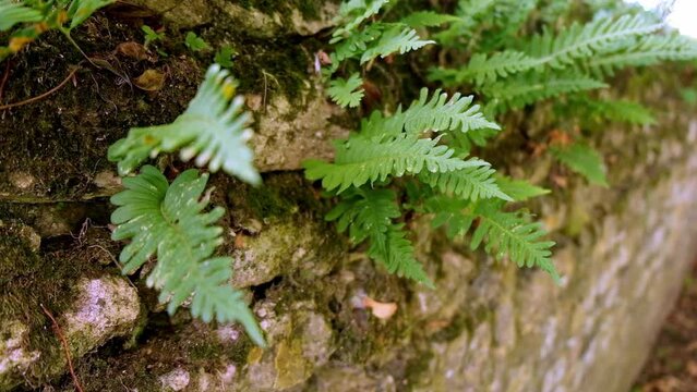Delicate fern leaves emerge from a stone wall, swaying gracefully in the wind, creating a mesmerizing dance between nature and architecture
