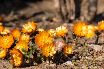 埼玉県秩父郡皆野町のあるMahora稲穂山に咲く秩父紅という名のオレンジ色のフクジュソウの花