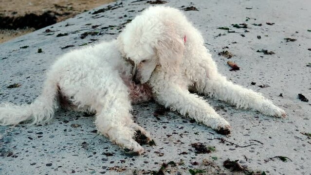 A diligent dog meticulously searches for and eliminates fleas on its fur, showcasing its instinctive grooming behavior in this video portrait